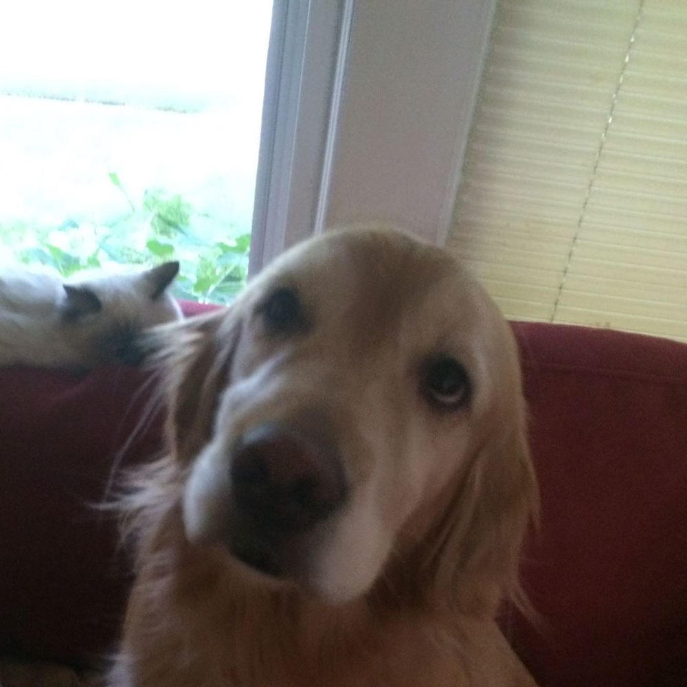 Meet your Posher, Leslie